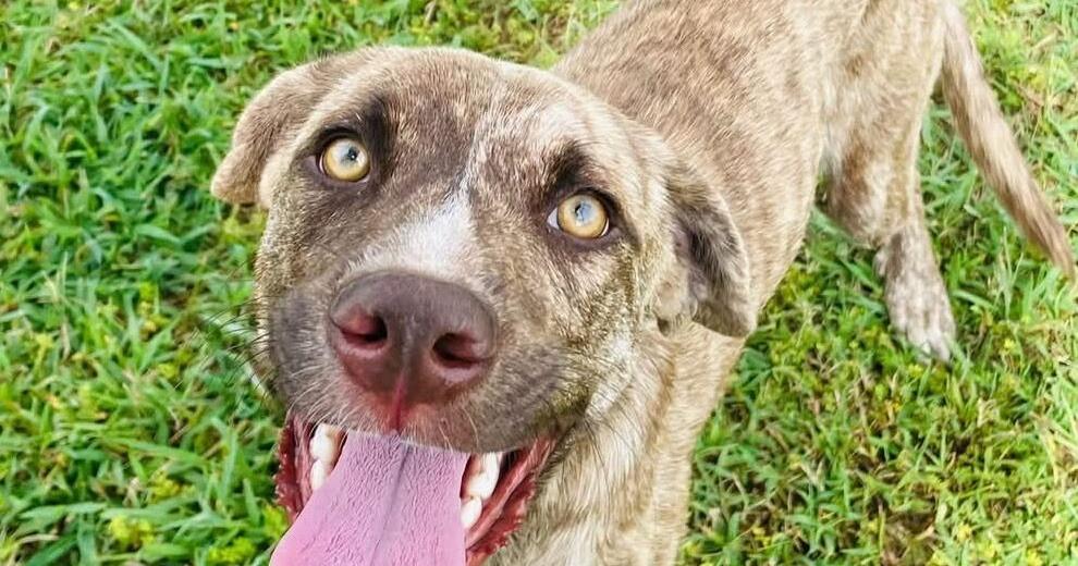 pet of the week