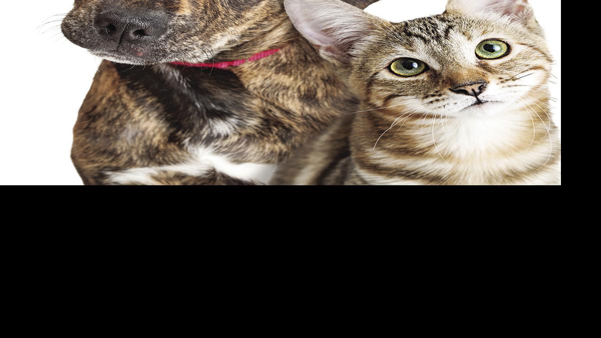 Pet Poisoning Reminders To Help Keep Your Pets Safe Pontotoc Progress Djournal Com