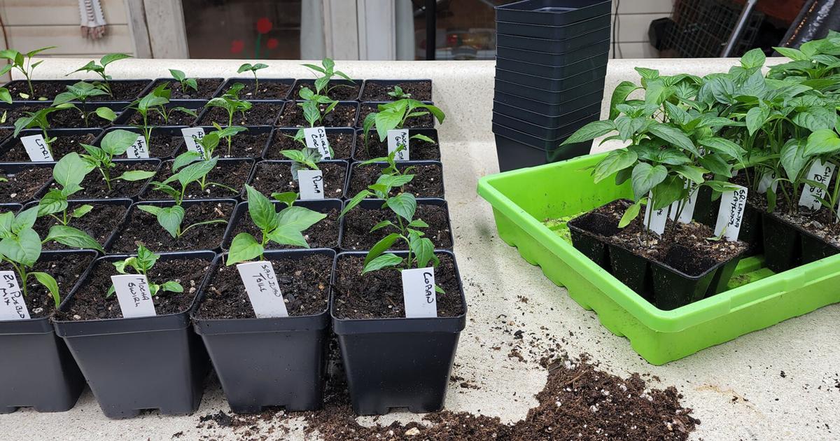 SOUTHERN GARDENING: Gardens helped create society, nonetheless necessary | Residing SOUTHERN GARDENING: Gardens helped create society, still important | Living