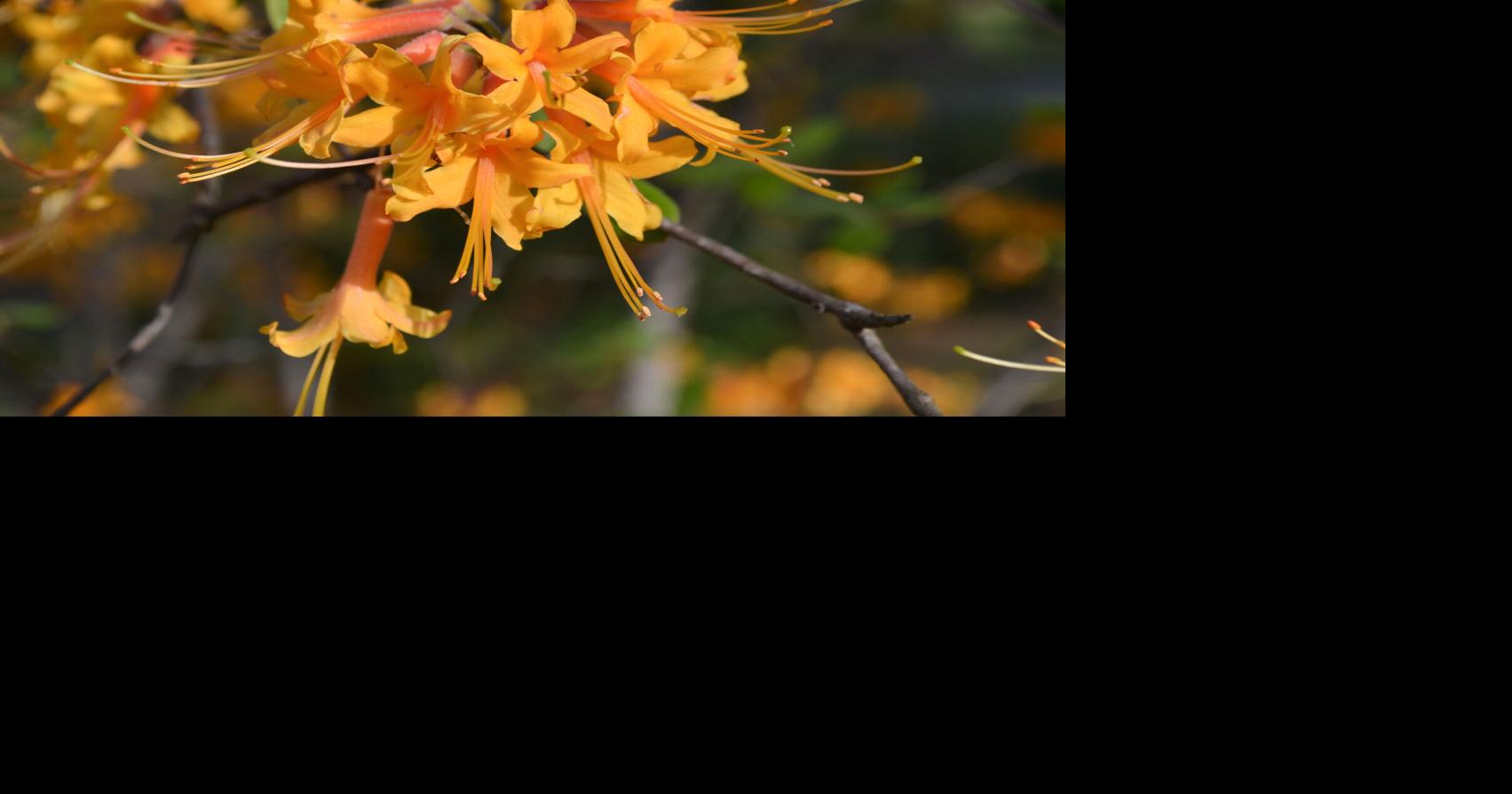 SOUTHERN GARDENING: Add spring-blooming native plants to home ...
