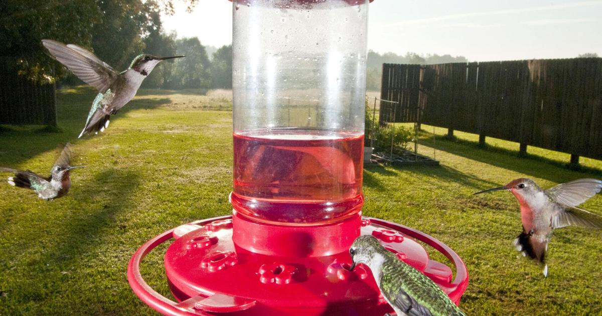 SOUTHERN GARDENING: How to have hordes of happy hummingbirds | Living ...