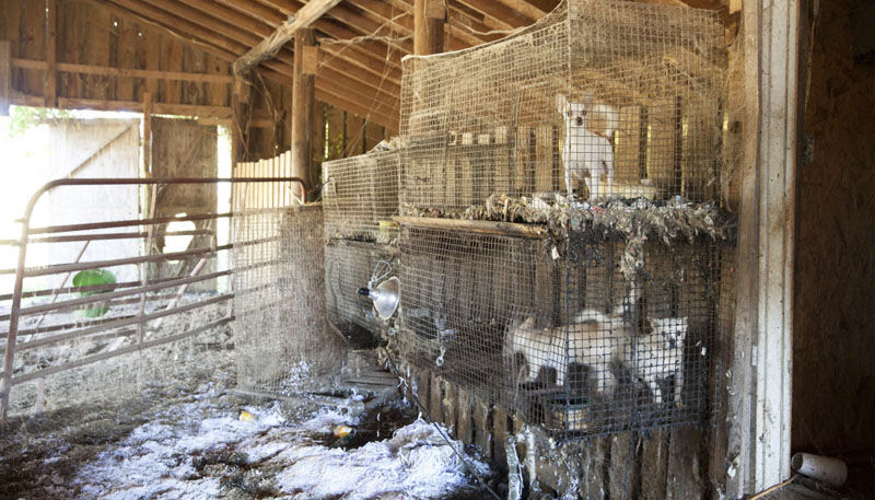 Two suspected puppy mills shut down in Alcorn County