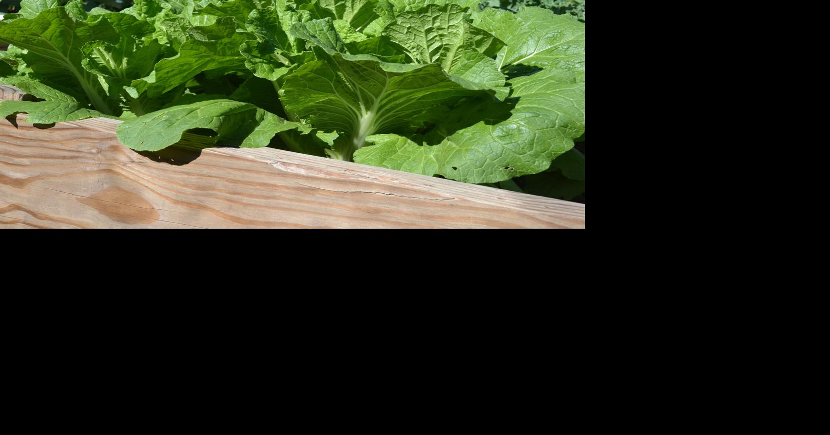 SOUTHERN GARDENING: Leafy greens benefit grown in raised beds | Living