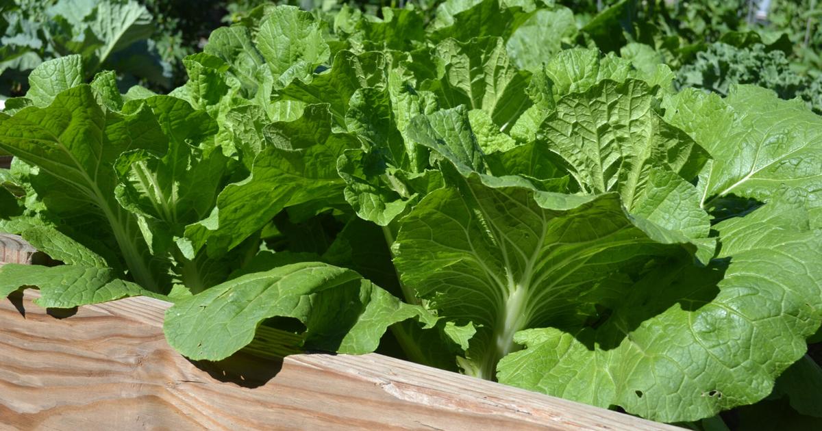 SOUTHERN GARDENING: Leafy greens benefit grown in raised beds | Living SOUTHERN GARDENING: Leafy greens benefit grown in raised beds | Living