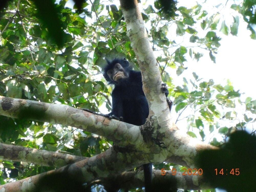 New monkey species with orange lips discovered in Africa | News