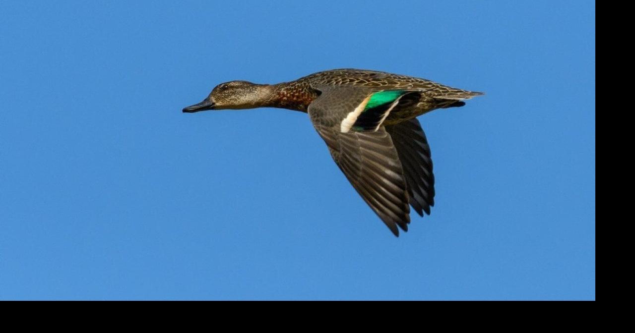 Most commonly hunted migratory birds in Mississippi