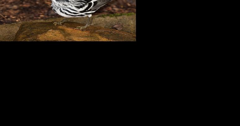 Fall migration for Black and White Warbler has begun - Vimarsana News