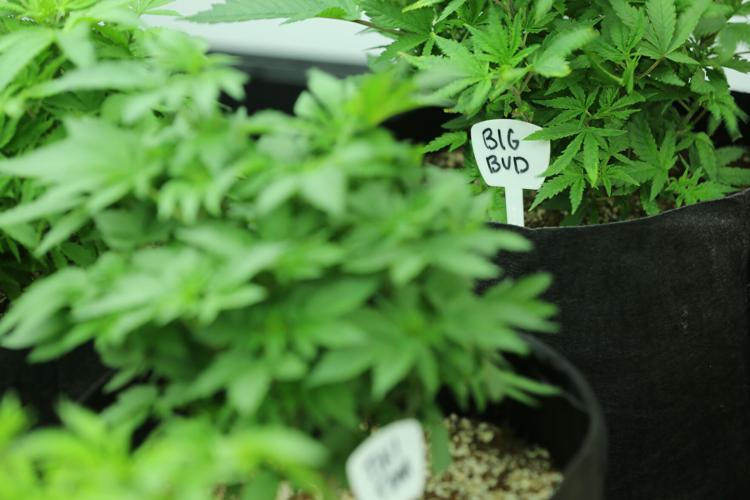 Pot laws in IL: Can you grow marijuana if you rent your home