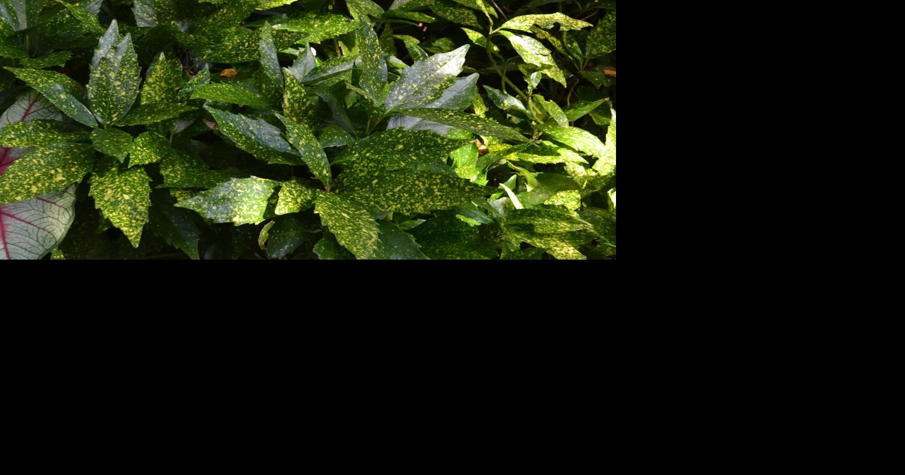 Southern Gardening: Shade-loving plants enrich landscapes | Living ...