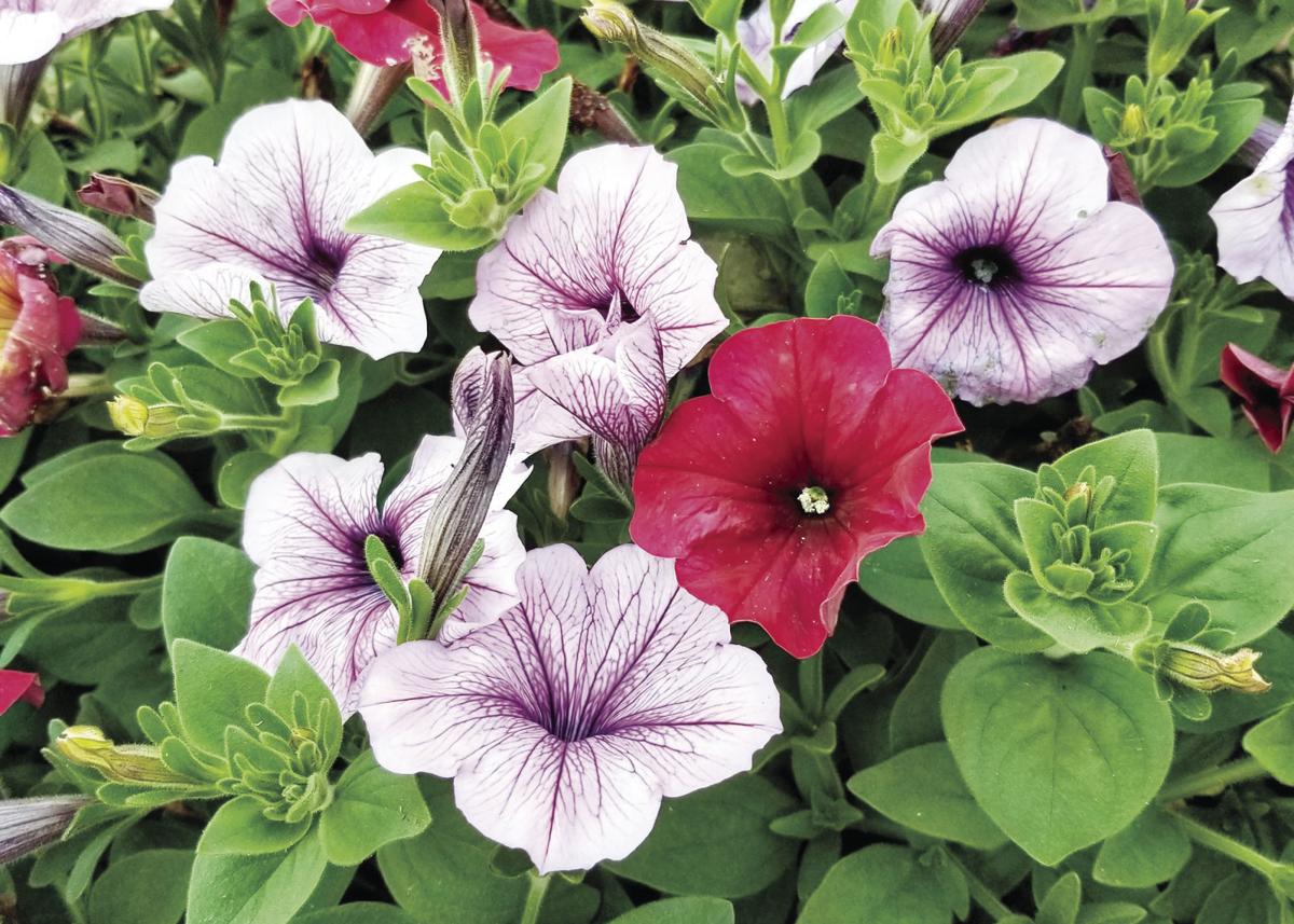 SOUTHERN GARDENING Wave petunias deserve a place in home gardens