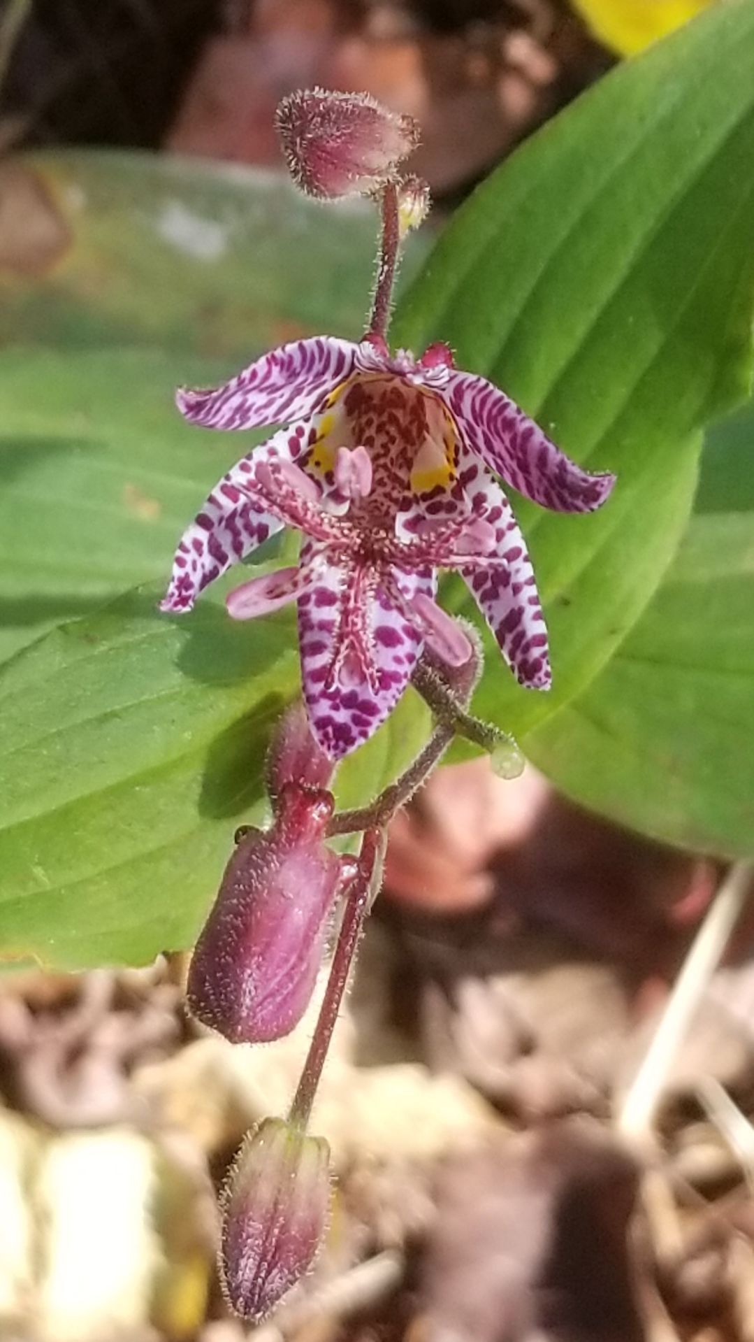 MASTER GARDENERS: Native plants for Mississippi shade