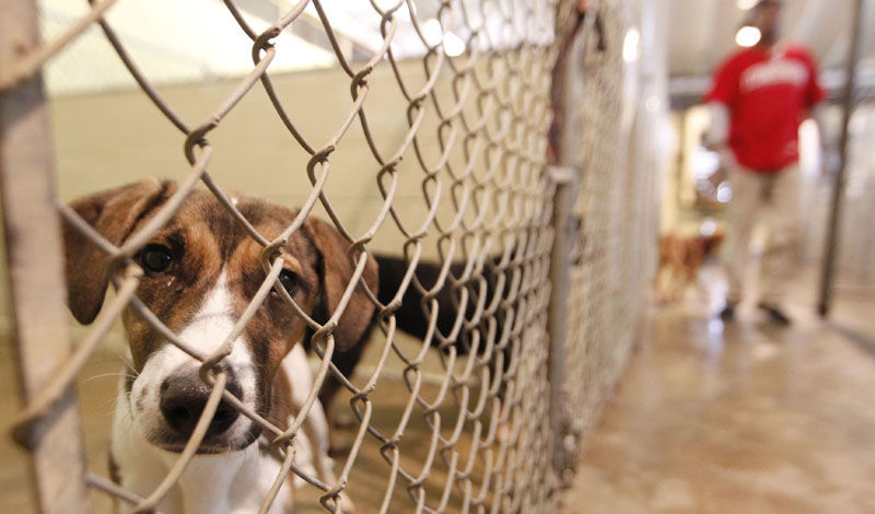 Tupelo animal shelter increases costs for non-residents | Latest News ...