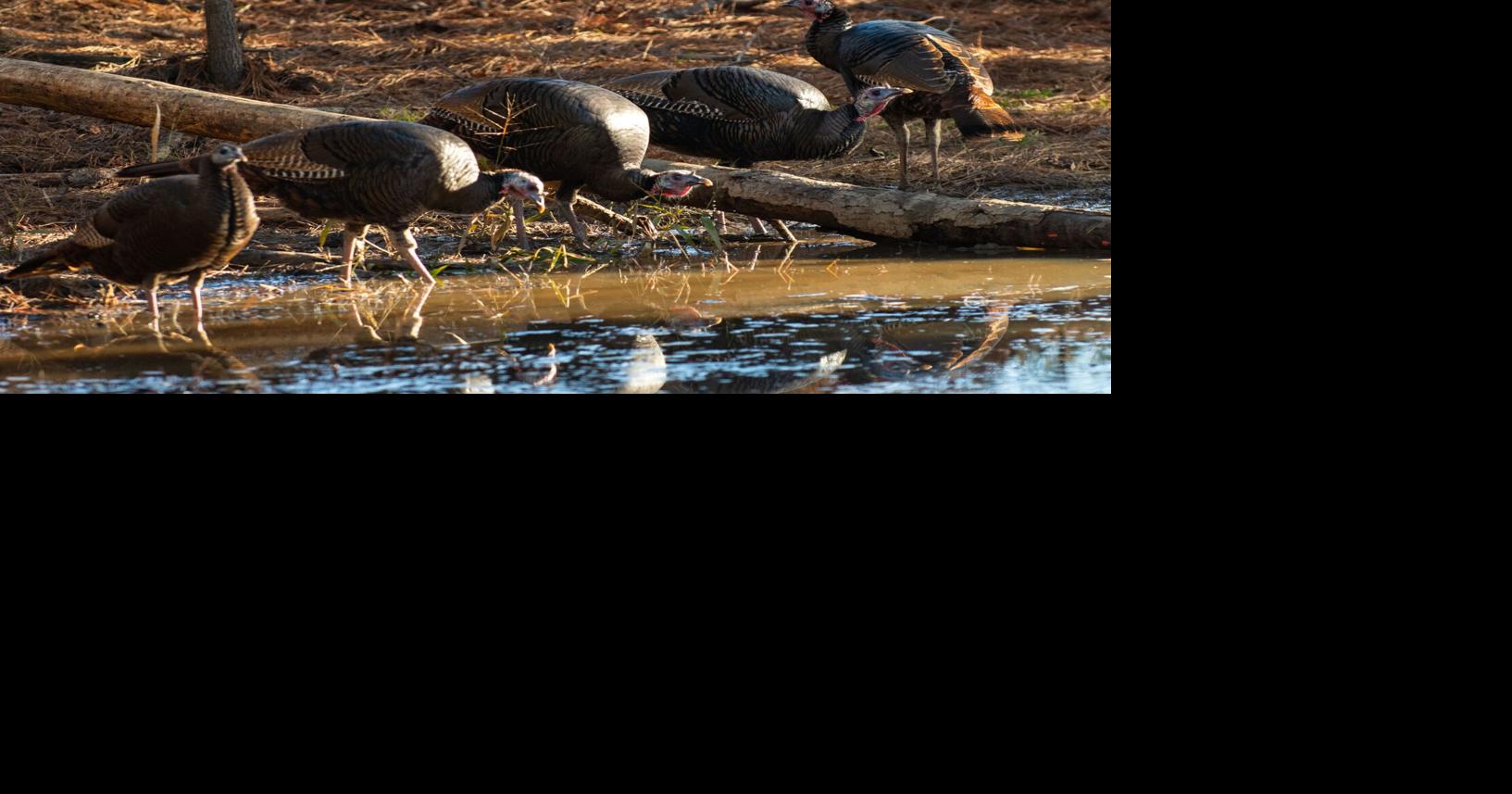 Non-residents may take only one gobbler before April 1, no fooling