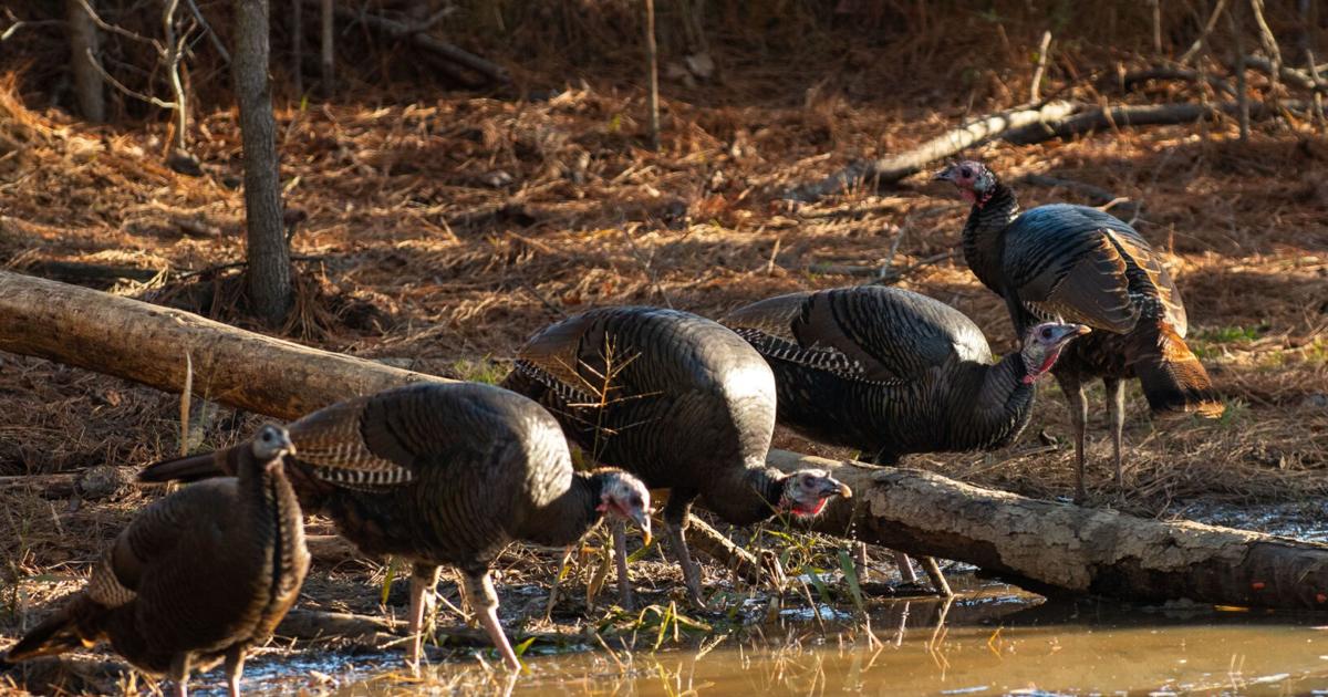 Non-residents may take only one gobbler before April 1, no fooling