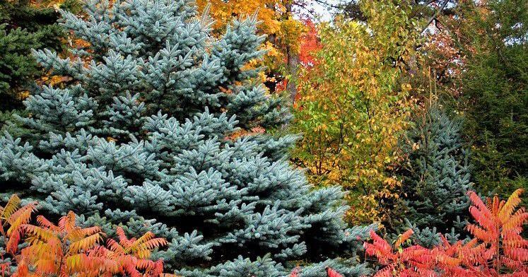 FELDER RUSHING: This year's fall foliage a benchmark in beauty ...