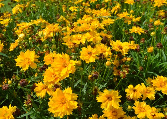 Southern Gardening: Coreopsis are colorful and low-maintenance in ...