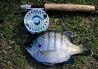 Bream fishing action makes for great fun, Sports
