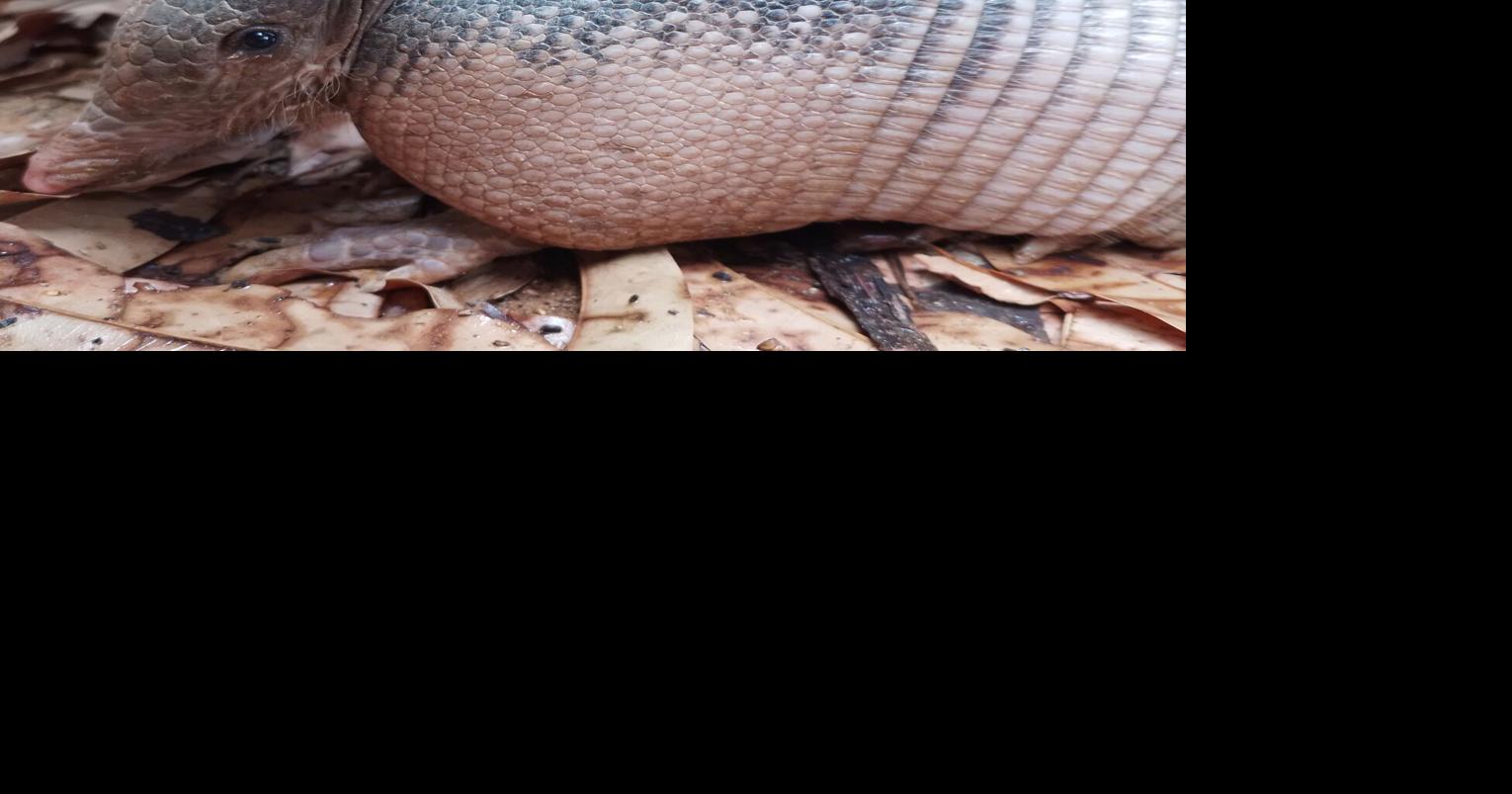 Armadillos all but unstoppable in their advance