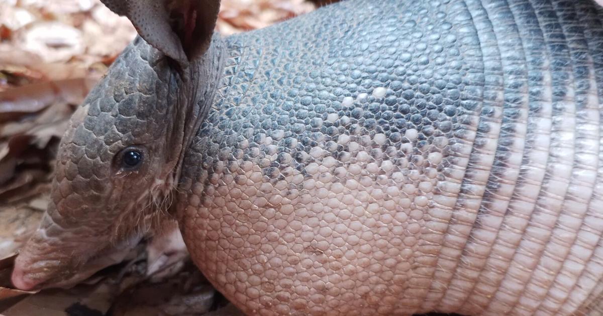 Armadillos all but unstoppable in their advance