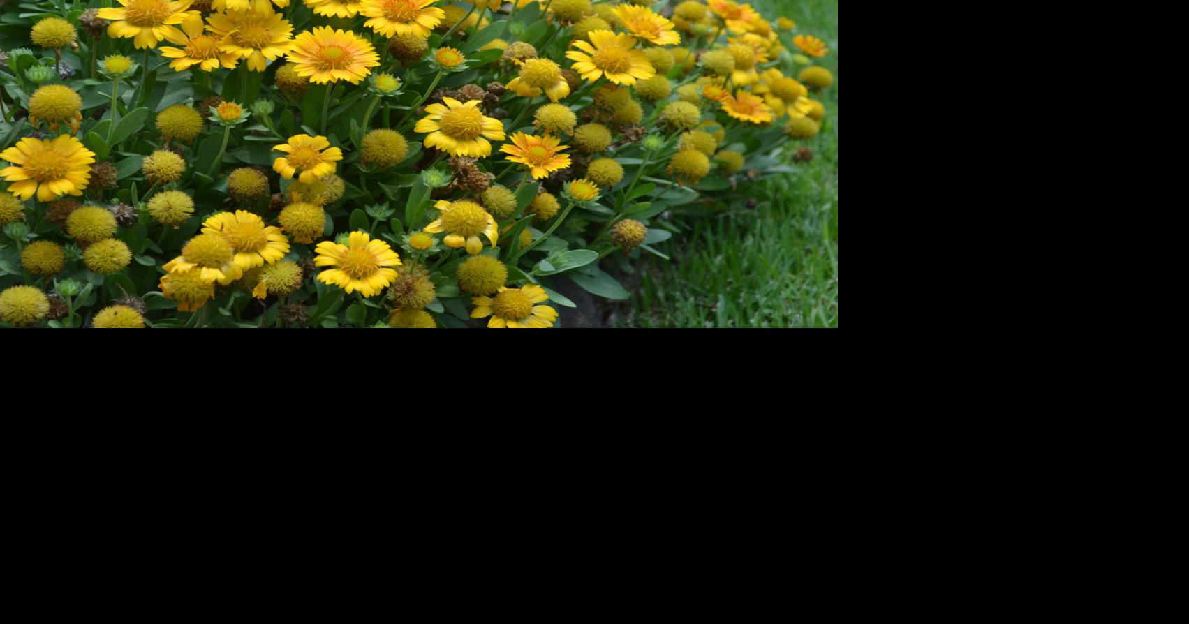 SOUTHERN GARDENING: Yellow-flowering perennials add cheerfulness to gardens | Living