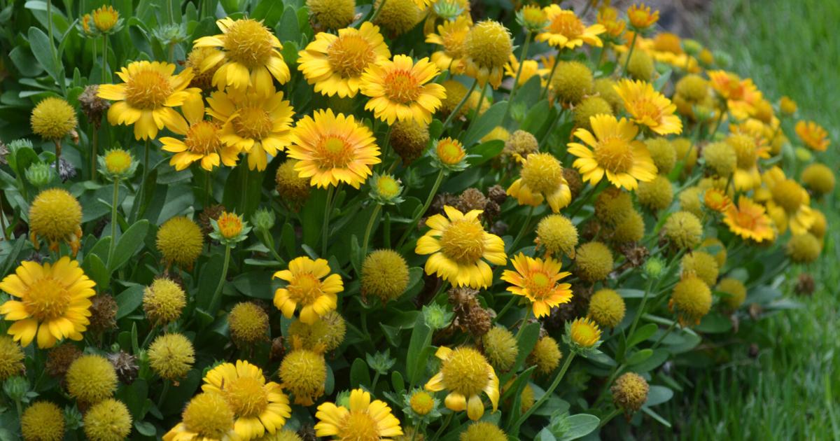 SOUTHERN GARDENING: Yellow-flowering perennials add cheerfulness to gardens | Living SOUTHERN GARDENING: Yellow-flowering perennials add cheerfulness to gardens | Living
