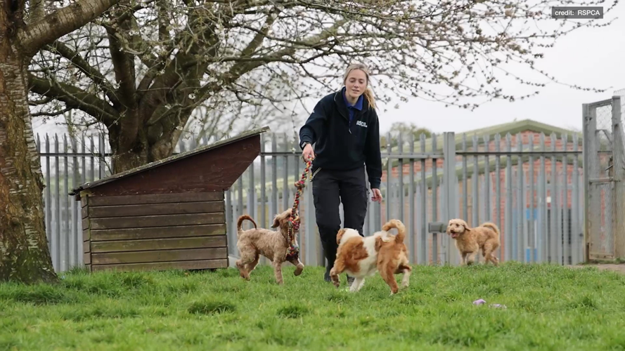 Poodles abandoned in squalid home find forever homes | News | djournal.com
