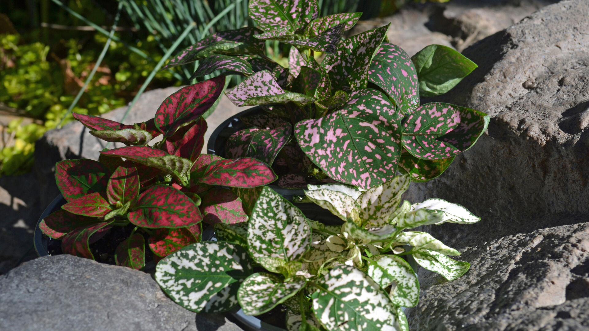 Southern Gardening: Polka Dot Plants are a fun addition to gardens