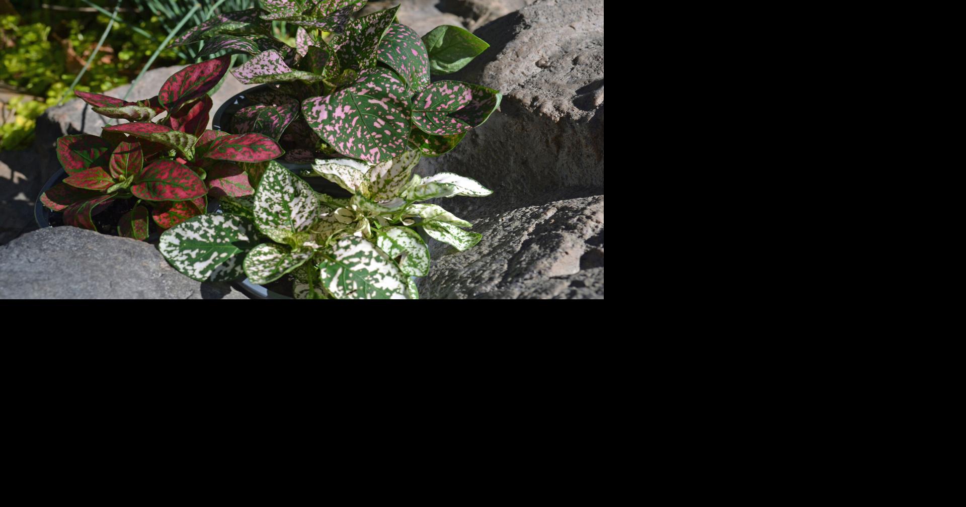 Southern Gardening: Polka Dot Plants are a fun addition to gardens ...