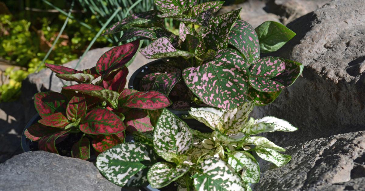 Southern Gardening: Polka Dot Plants are a fun addition to gardens ...