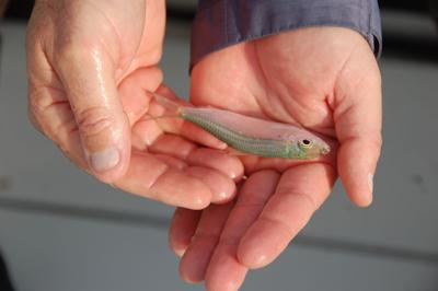 123 fish hook ct TIEMCO Fisherman hooks albino rarity |