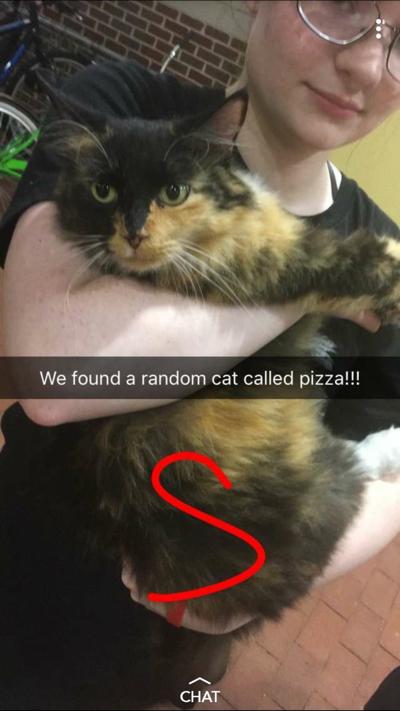 Local Cat Accidentally Runs Away Goes On Quite The Adventure