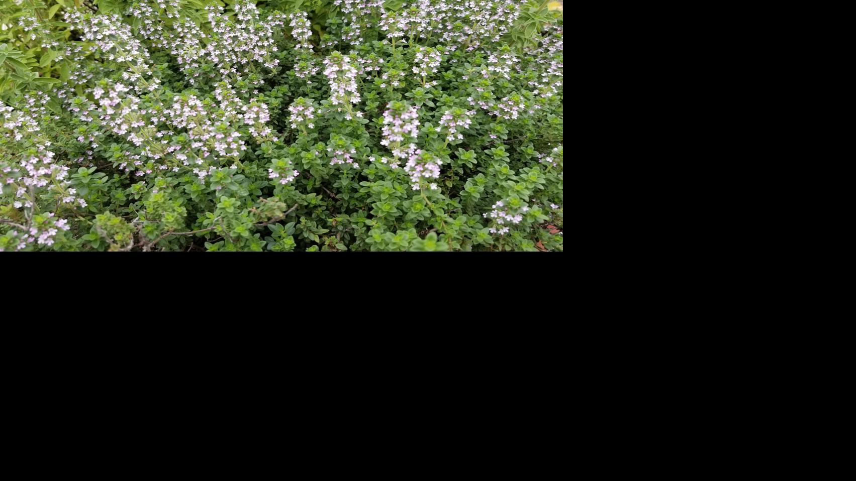 SOUTHERN GARDENING: Attempt rosemary and thyme in dwelling gardens, containers | Dwelling