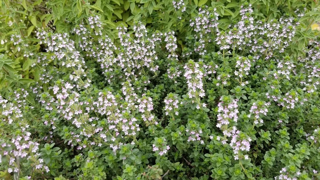 SOUTHERN GARDENING: Attempt rosemary and thyme in dwelling gardens, containers | Dwelling