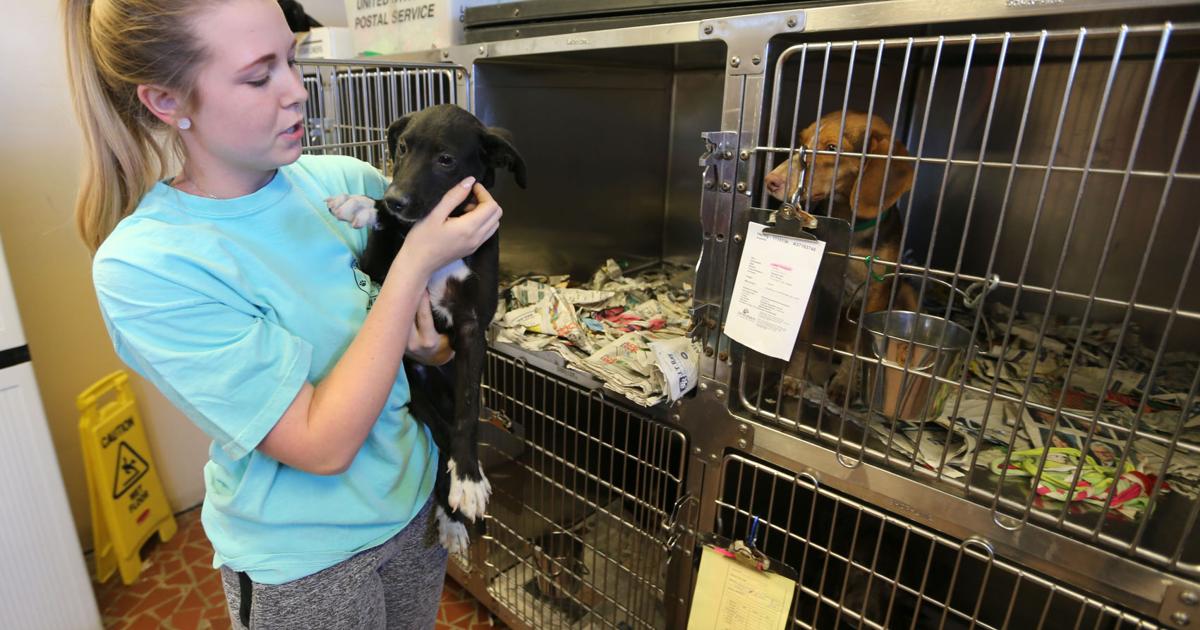 Thousands of local shelter animals transported to northern states annually  | Latest News 