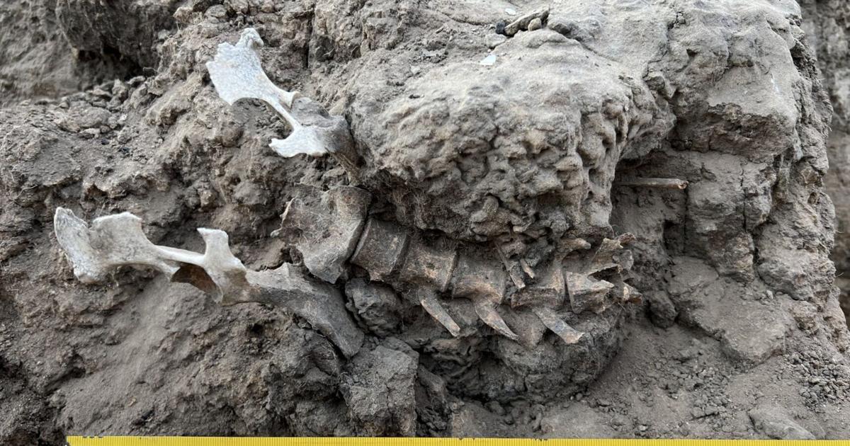 Entierro de dingo de 1,000 años arroja luz sobre la cultura antigua australiana