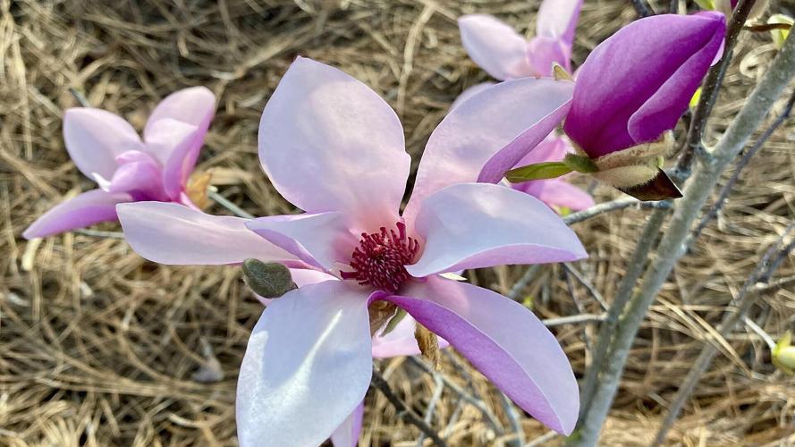 Japanese Magnolia Roots Southern Gardening: Japanese magnolias bloom early, easy for landscapes ...