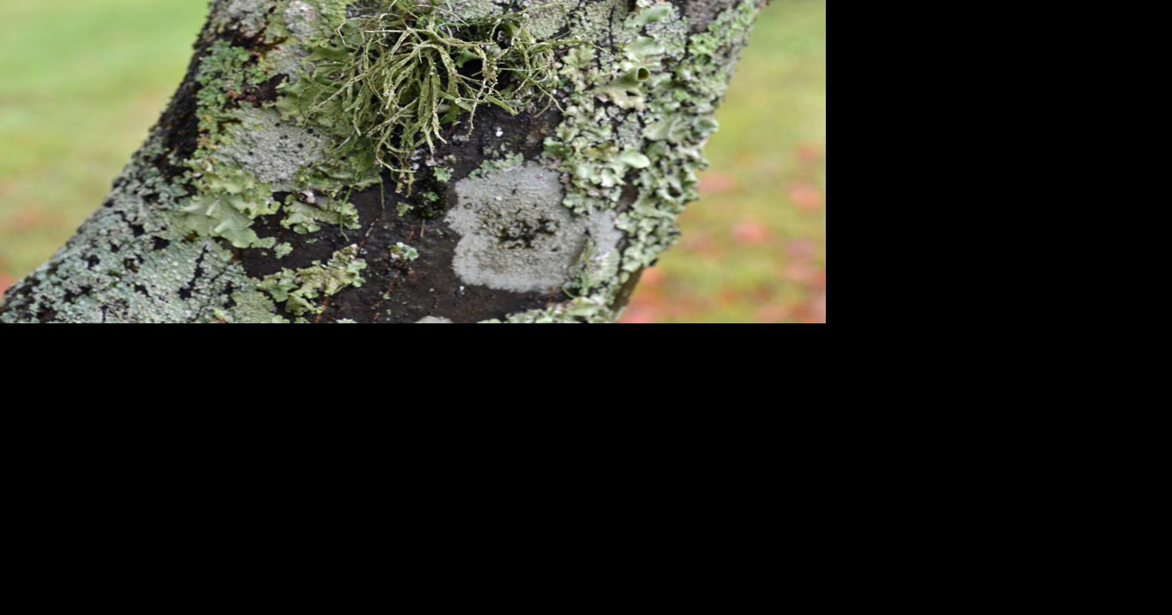 SOUTHERN GARDENING: Unusual lichens do not hurt plants | Living