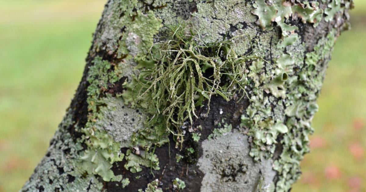 SOUTHERN GARDENING: Unusual lichens do not hurt plants | Living SOUTHERN GARDENING: Unusual lichens do not hurt plants | Living