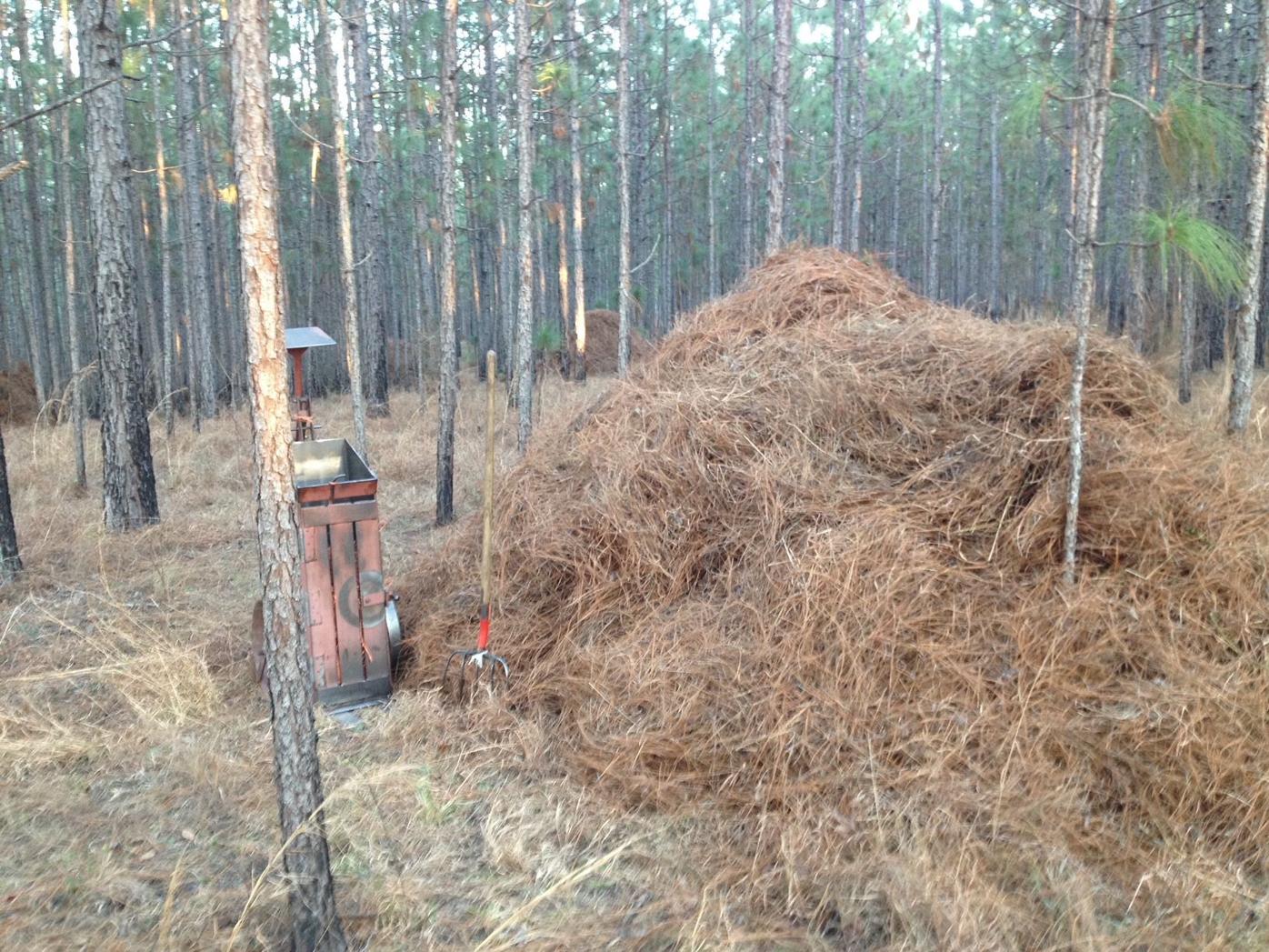 Pine straw growing as bounty of nature in Mississippi MS Business