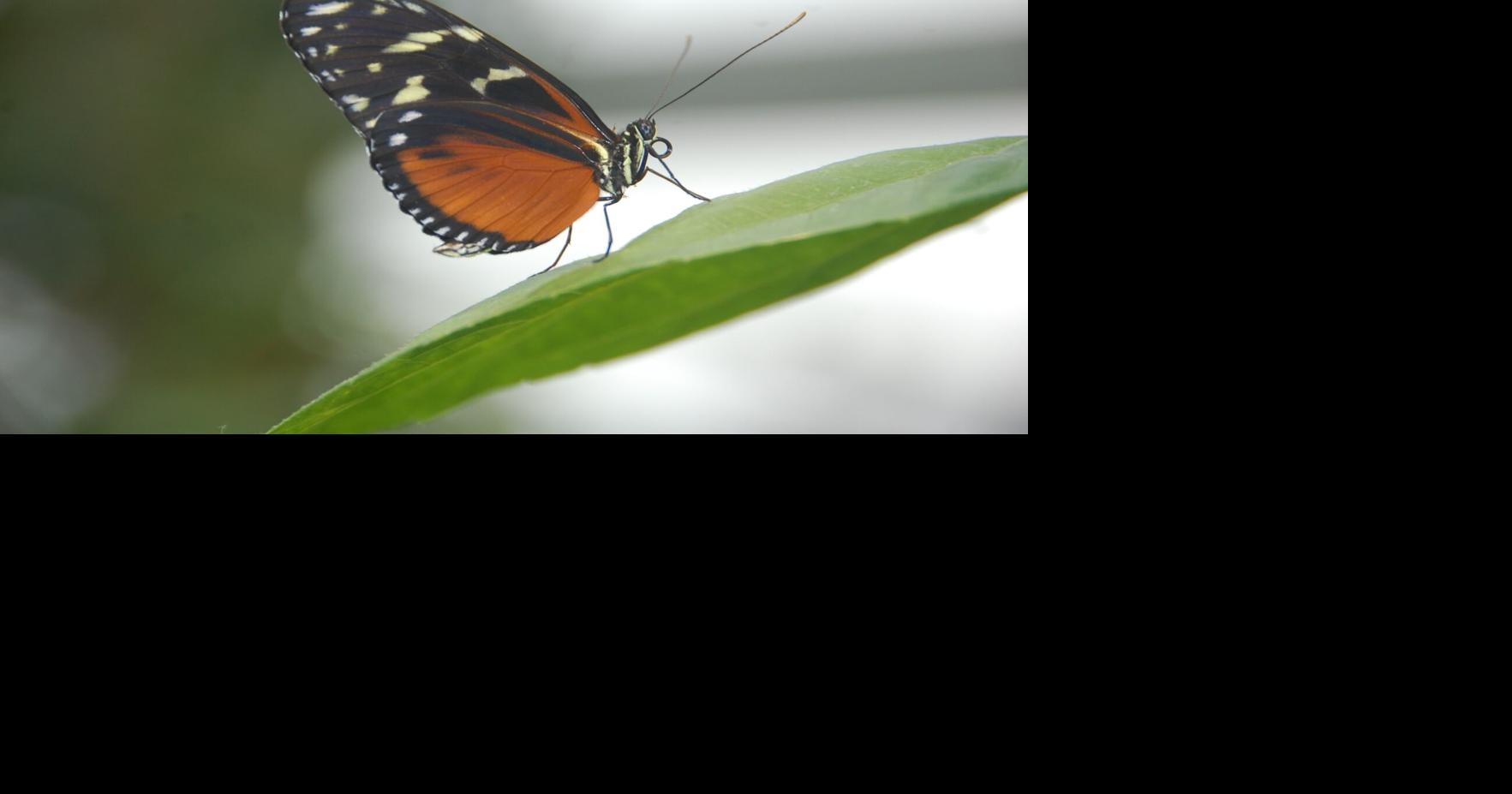 Butterflies bring organic health, happiness to landscapes | Outdoors ...