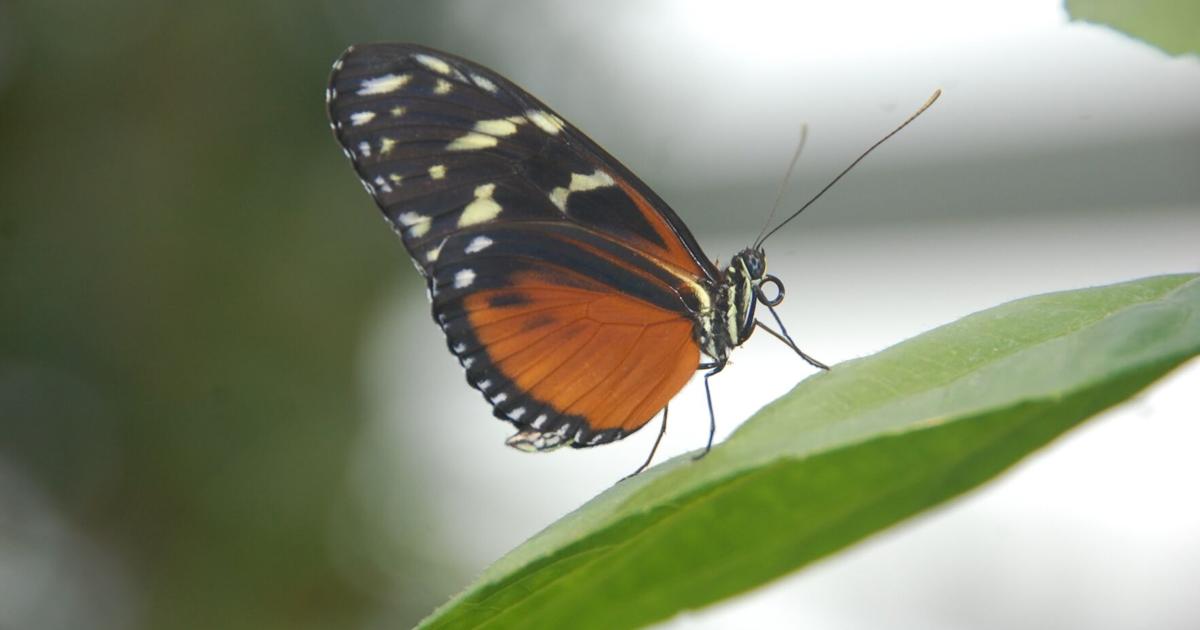 Butterfly Outside Butterflies bring organic health, happiness to landscapes | Outdoors ...