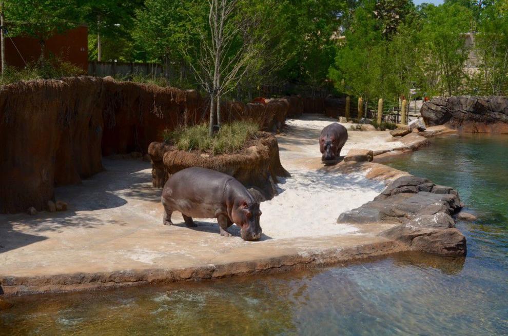 Memphis Zoo Opens Zambezi River Hippo Camp Arts & Entertainment