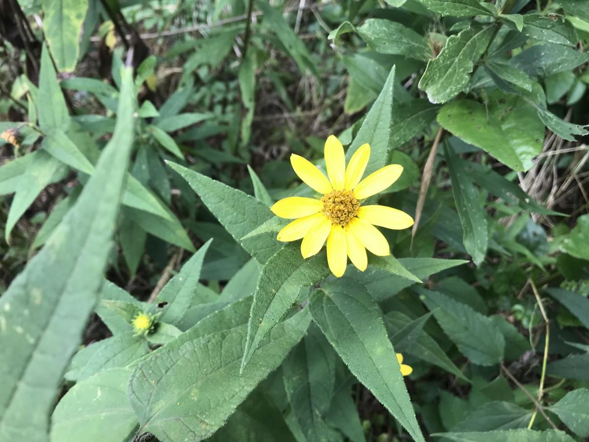 It S Time To Enjoy Fall S Yellow Flowers Pontotoc Djournal Com