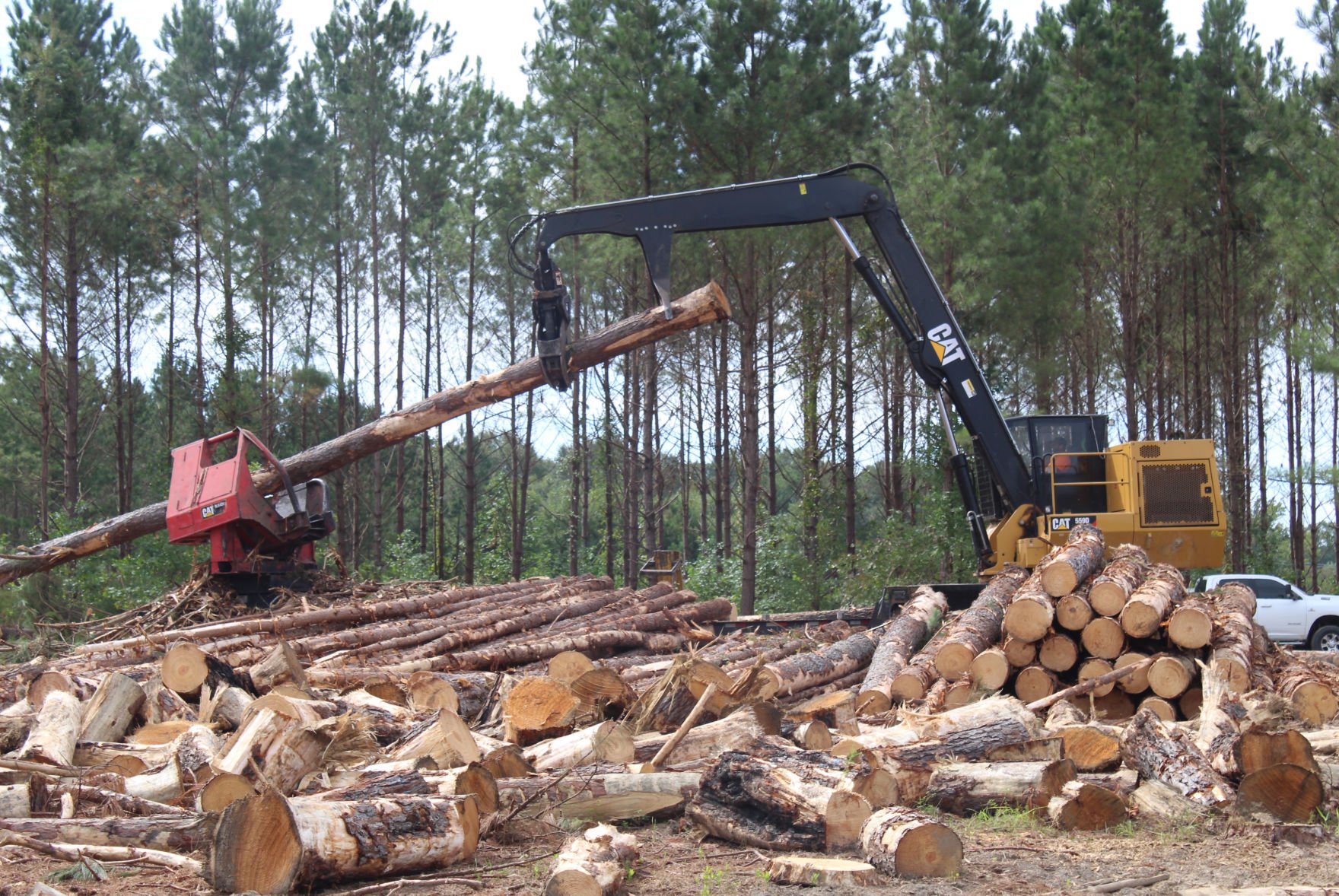 Timber Owners Eligible For Deferred Harvest Carbon Credits Business   62cdac17af16e.image 