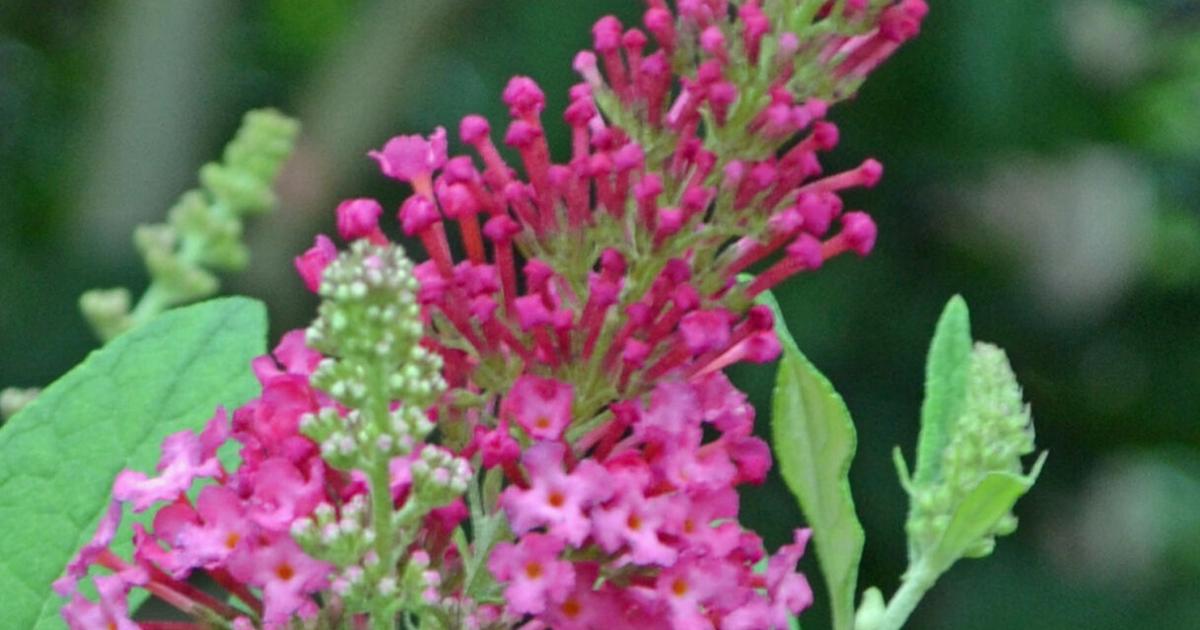 SOUTHERN GARDENING: Pugster Series butterfly bushes are pretty garden additions | Living SOUTHERN GARDENING: Pugster Series butterfly bushes are pretty garden additions | Living