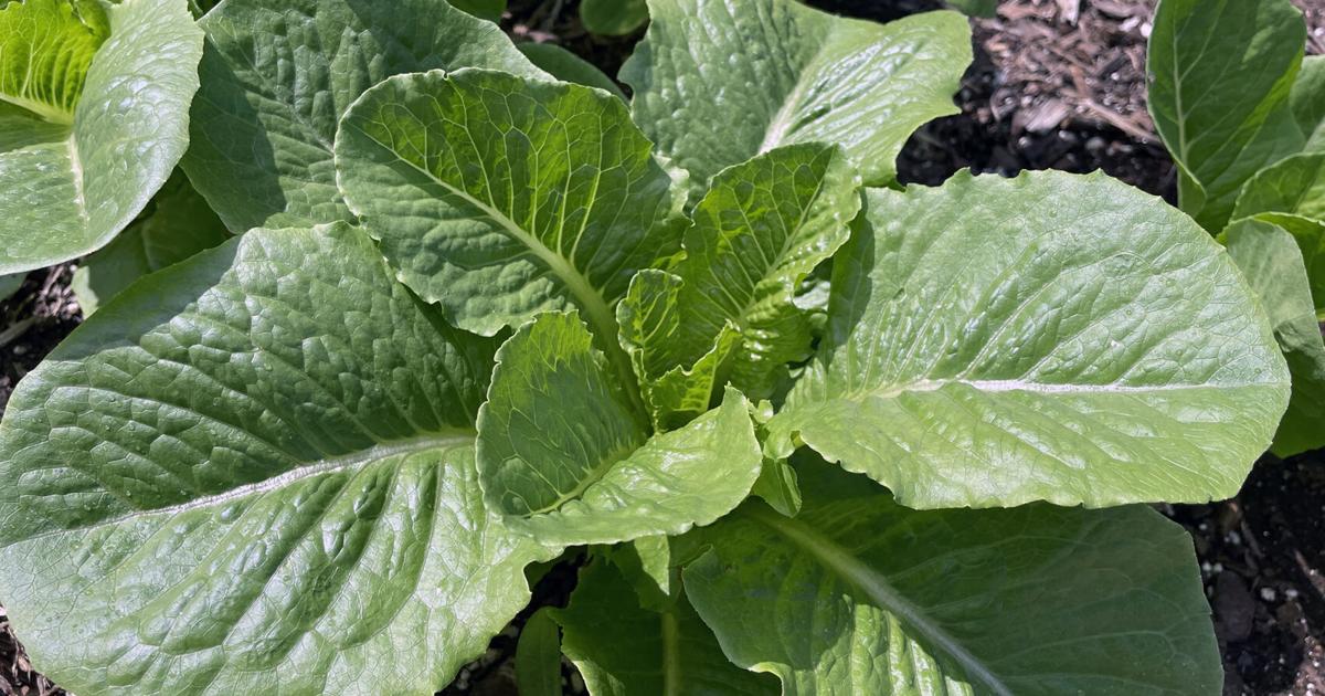 SOUTHERN GARDENING: Grow greens for fresh produce in the wintertime | Living SOUTHERN GARDENING: Grow greens for fresh produce in the wintertime | Living