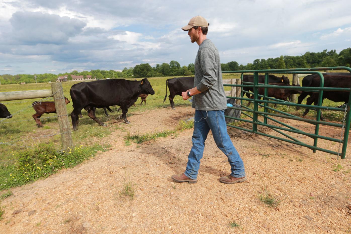 Here's the beef Falkner Farms foray into grassfed beef pays dividends