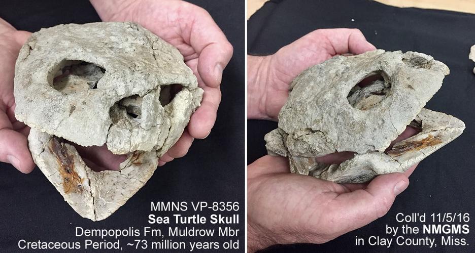 mcj-2017-04-19-news-prehistoric-skull-2c.jpg