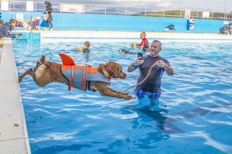 Dip Pool Dogs take final dip in community pool before closing for winter | News ...