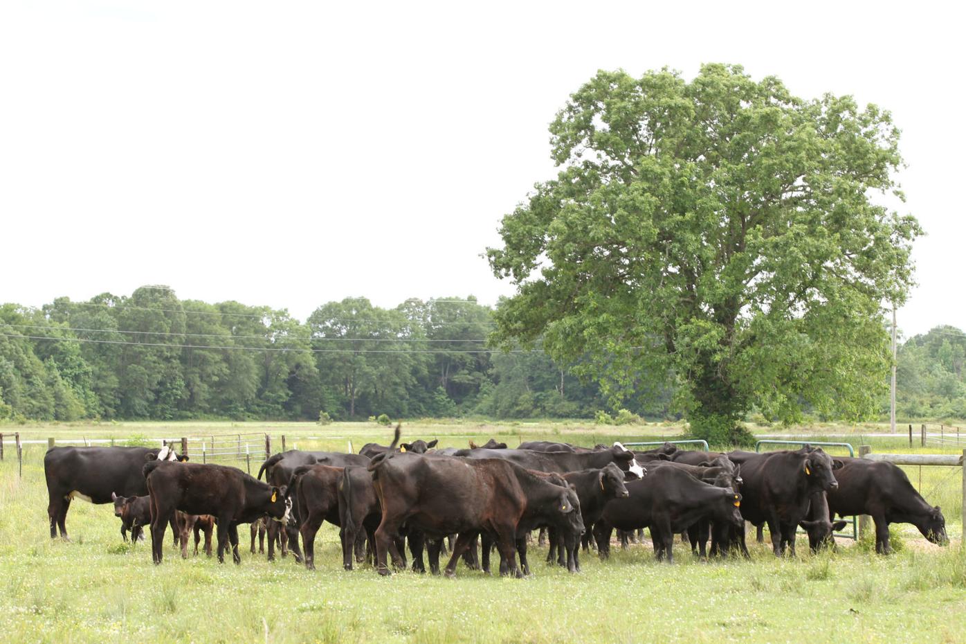 Here's the beef Falkner Farms foray into grassfed beef pays dividends